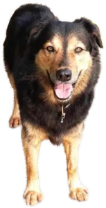 Editorial dog Fenja
