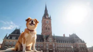 Dog from the Hamburg town hall
