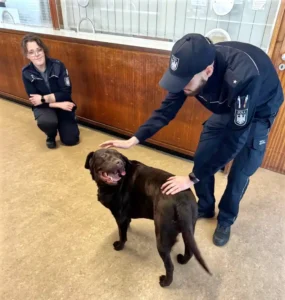 Labrador Brownie in the Schwanenhaus customs office