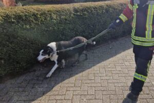 Moormerland - animal rescue