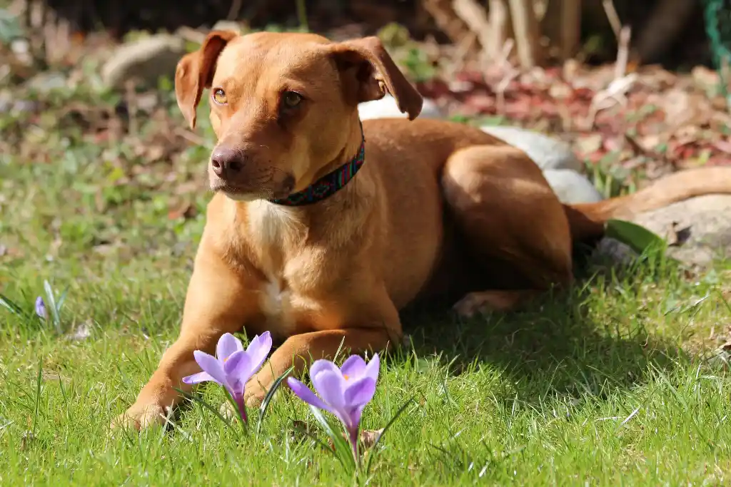 Start spring well with your dog