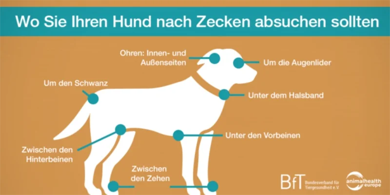 Check your dog for ticks daily