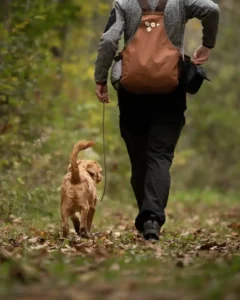 Breeding and setting time - 5 tips with the dog