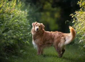 Breeding and setting time - 5 tips with the dog