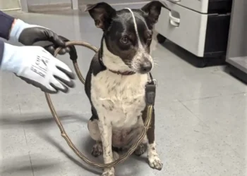 Dog mistreated at Essen main station