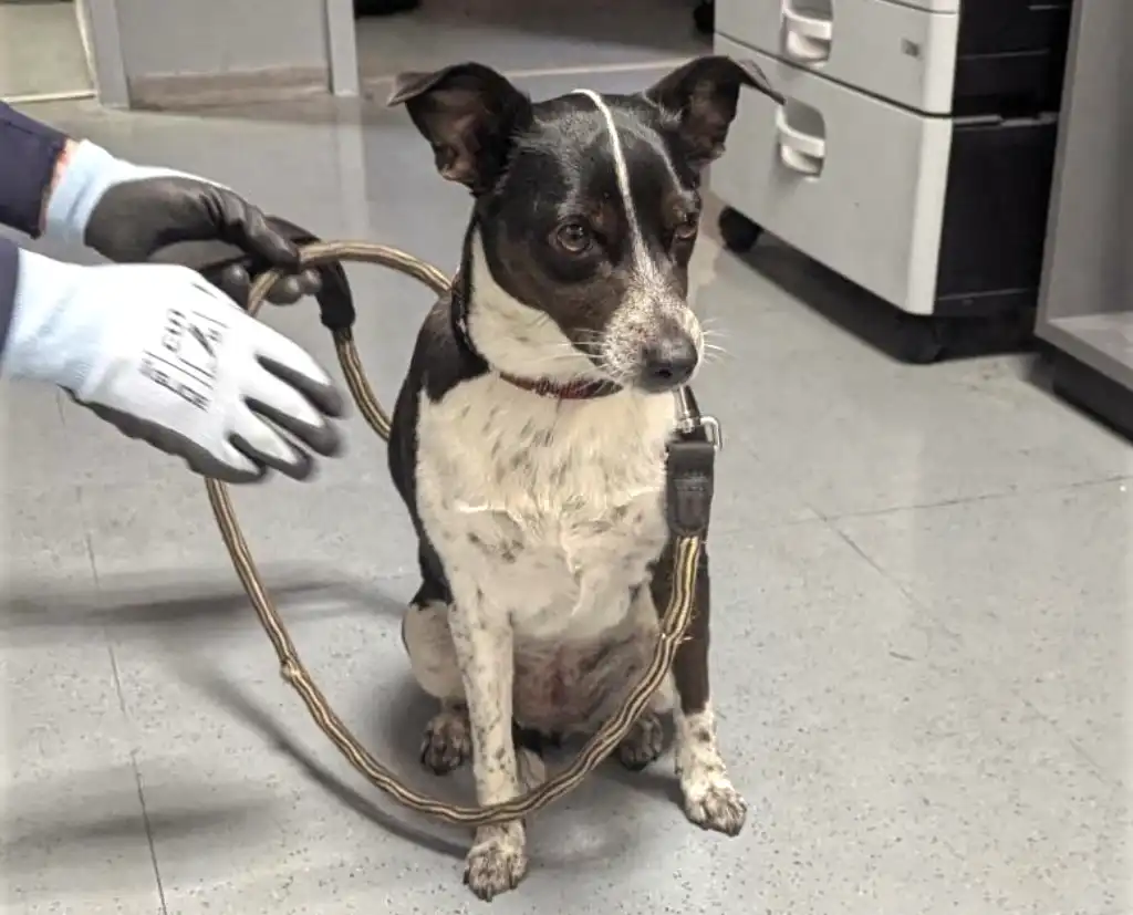 Hund am Essener Hauptbahnhof