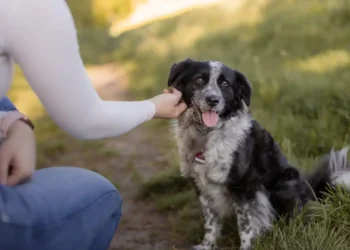 Animal walked in? – Dog News