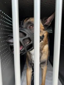 Dortmund police take dog into care