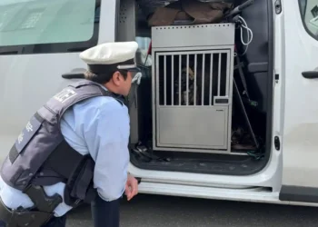 According to video: Police take dog into care