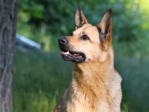 To protect dogs from the oak processionary moth