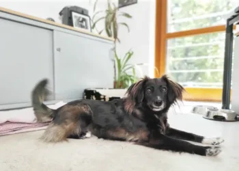 Action Day “Colleague Dog” 2026 – HundeNachrichten