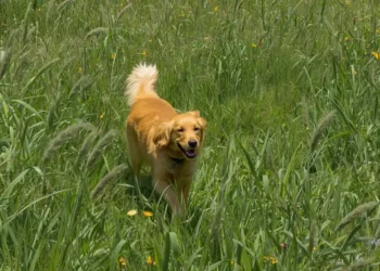 Prevent and treat tick bites on dogs