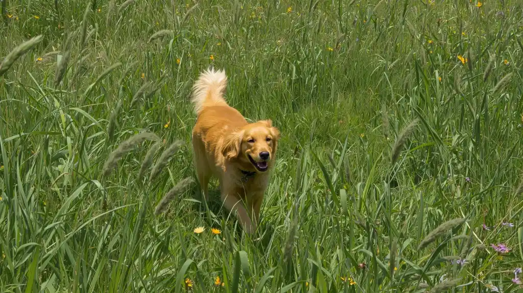 Prevent and treat tick bites on dogs