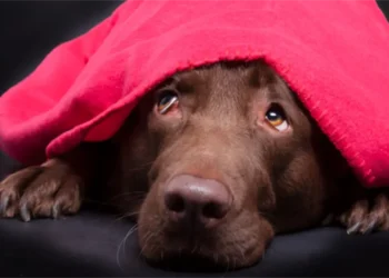 Things worth knowing about dog liability protection – HundeNachrichten