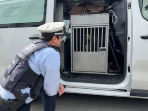 Dortmund police take dog into care