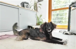 Colleague dog Suri - 2022