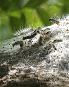 Oak processionary moth