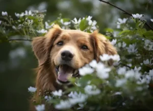 Breeding and setting time - 5 tips with the dog