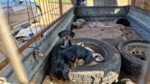 Dachshund puppies - imported illegally