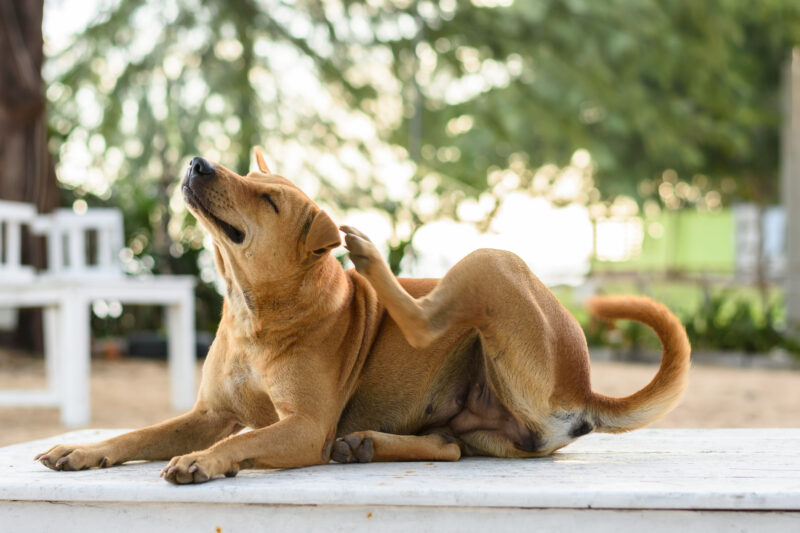 When dogs suffer from itching