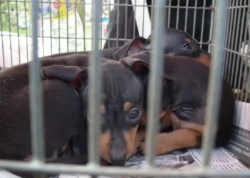 Trial begins: puppy dealer in court – HundeNachrichten