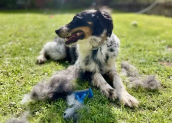 Why dog ​​hair doesn't belong in a bird's nest