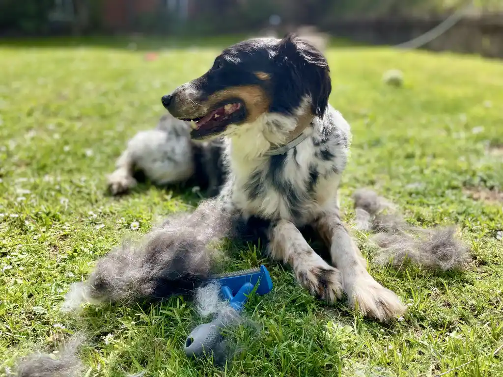 Hundehaare gehören nicht in ein Vogelnest