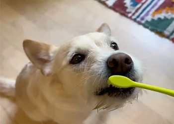 Brushing your dog's teeth – important for animal health