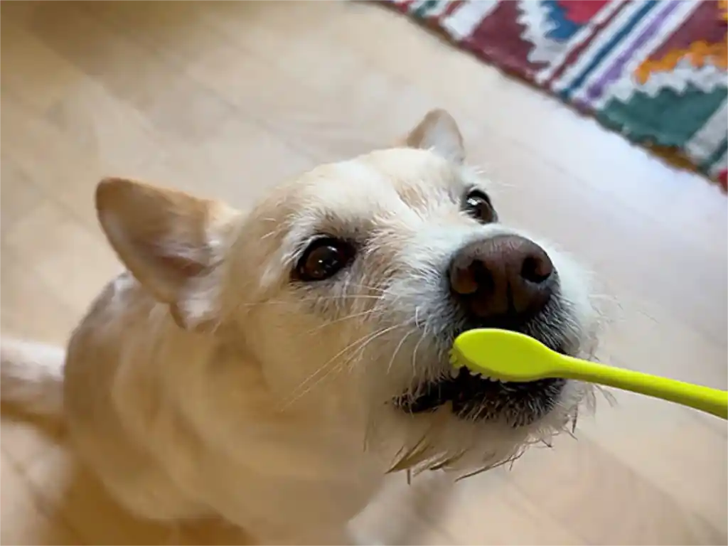 Zähneputzen beim Hund