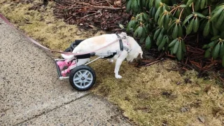 Illustration of the article: Deprived of her sick mistress, this paralyzed dog whose cart was stolen will soon receive a new one thanks to a solidarity fund