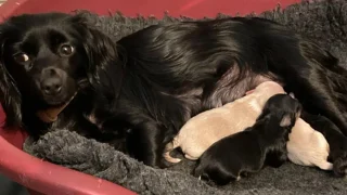 Illustration of the article: A dog who disappeared the day after her adoption is found 7 weeks later with her puppies born during her runaway