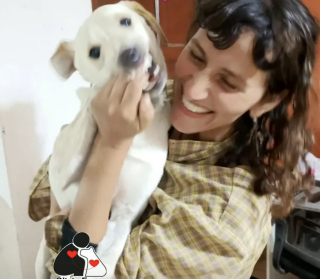 Illustration of the article: A 7-month-old runaway puppy reunites with his owner after a surprise appearance in a football match (video)
