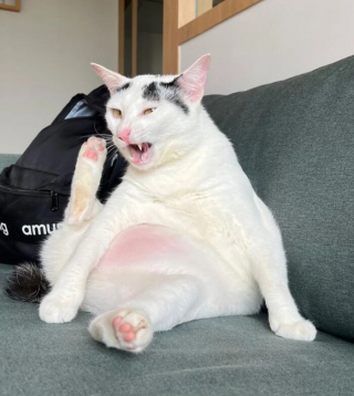 Illustration of the article: 15 photos of crazy cats and dogs assuming their unusual postures
