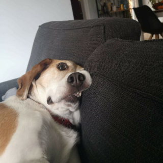 Illustration of the article: 15 photos of crazy cats and dogs assuming their unusual postures