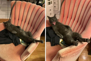 Illustration of the article: 15 photos of crazy cats and dogs assuming their unusual postures