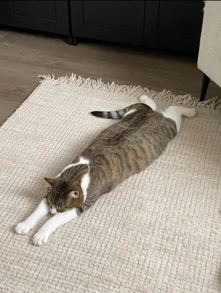 Illustration of the article: 15 photos of crazy cats and dogs assuming their unusual postures