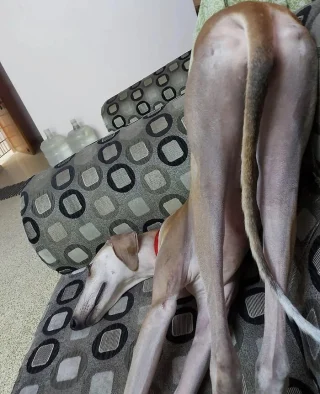 Illustration of the article: 15 photos of crazy cats and dogs assuming their unusual postures