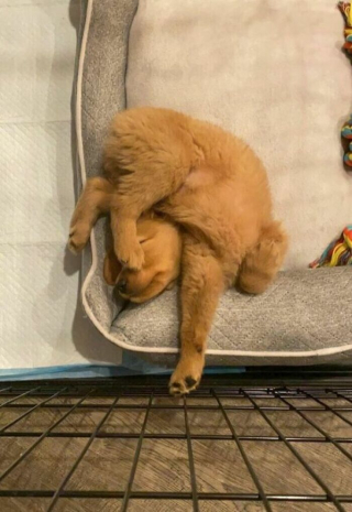 Illustration of the article: 15 photos of crazy cats and dogs assuming their unusual postures