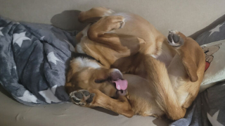 Illustration of the article: 15 photos of crazy cats and dogs assuming their unusual postures