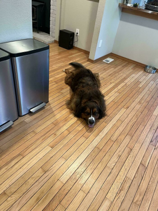 Illustration of the article: 15 photos of crazy cats and dogs assuming their unusual postures