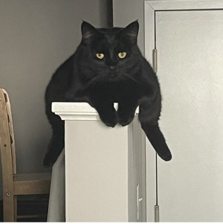 Illustration of the article: 15 photos of crazy cats and dogs assuming their unusual postures