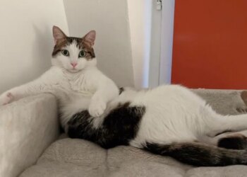 15 photos of crazy cats and dogs assuming their unusual postures