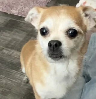 Article illustration: Elderly Chihuahua dog found alone in a park has her life transformed by a devoted foster family (video)