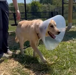 Illustration of the article: “She’s a golden female dog”, thrown from a moving van, this Patou cross receives the attention she deserves