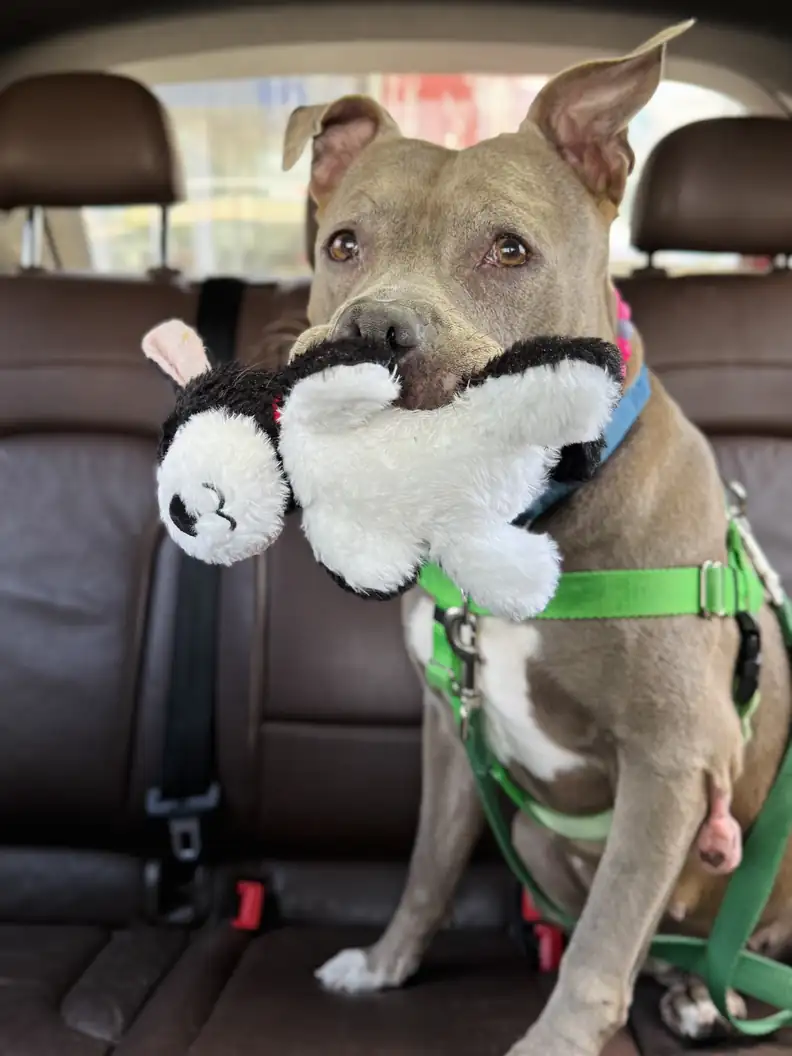 Illustration of the article: After 150 days in a shelter, this Pitbull escapes euthanasia thanks to actor Justin Theroux and an association