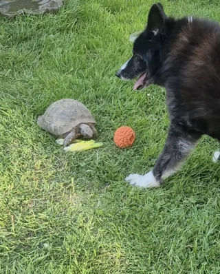 Illustration of the article: Eager to play fetch, a Border Collie barks at a 60-year-old turtle who prefers to eat (video)