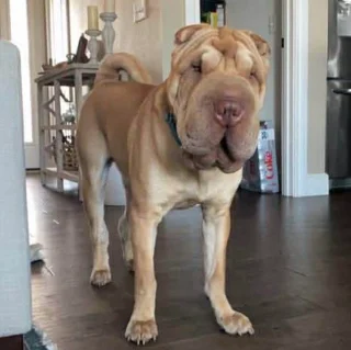 Illustration of the article: The disappearance of a Shar-Pei during the birth of his mistress mobilizes around ten neighbors who find him after 2 weeks