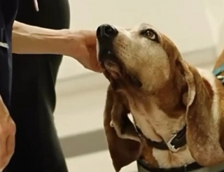 Illustration of the article: After 7 years of dedication to the hospital, an emotional support dog receives a guard of honor for his retirement (video)