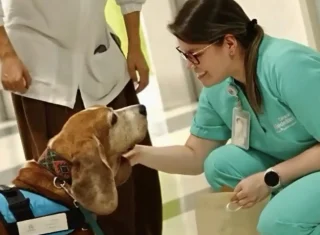 Illustration of the article: After 7 years of dedication to the hospital, an emotional support dog receives a guard of honor for his retirement (video)