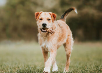 Can you give your dog a cooked bone?